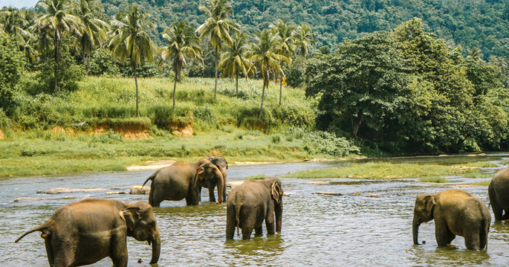 wild life safari sri lanka tour to watch elephants