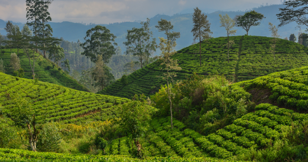 Walking the Pekoe Trail Through Tea Country