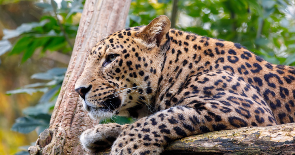 Private Safaris in Yala and Wilpattu National Parks