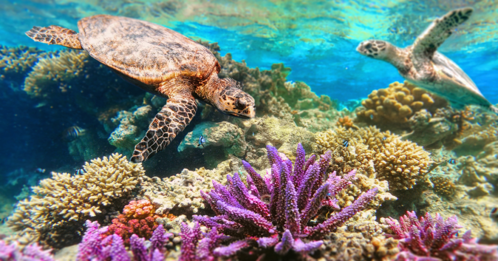 coral reefs sri lanka