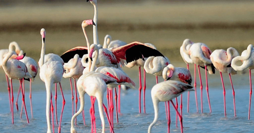 Lagoon Evenings in Kalpitiya