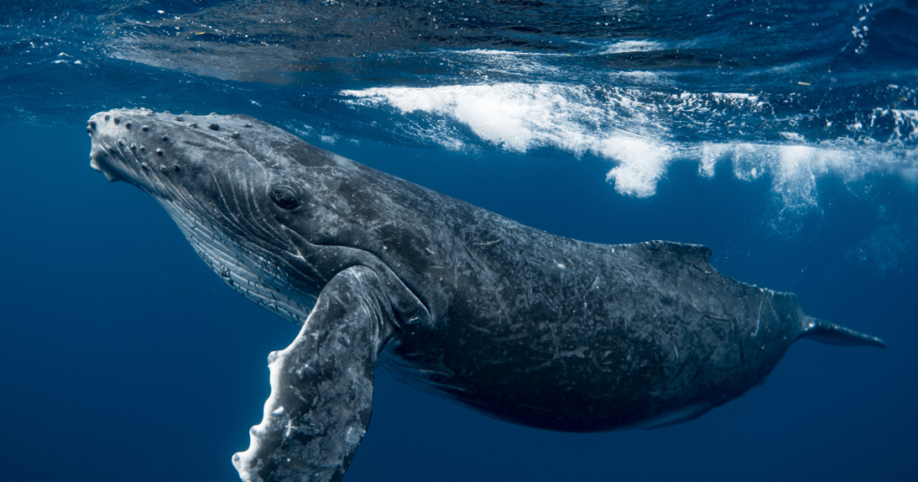 Private Whale Watching from Mirissa to Dondra Head