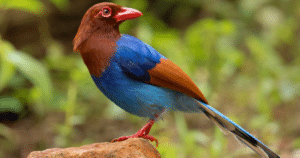 Sri Lanka Blue Magpie perched on a rock in Sinharaja Rainforest, an endemic bird species and one of the top attractions for bird watching in Sri Lanka.