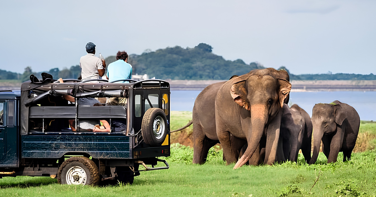 Tourists on safari watching elephants in Sri Lanka national park