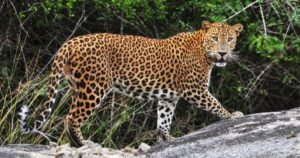 leopard sighting on a yala safari tour in sri lanka